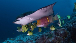 stingray and fish swimming in the ocean