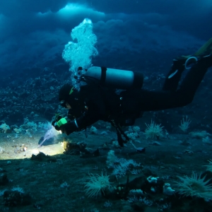 diver underwater