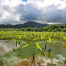 Solutions to critical national water issues proposed by UH experts