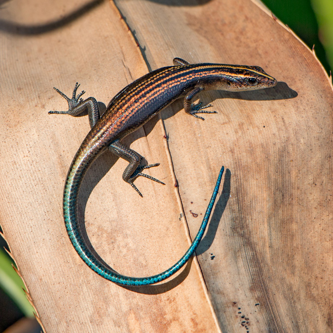 Azure-tailed skink