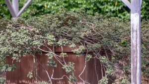 green shrubs on a fence