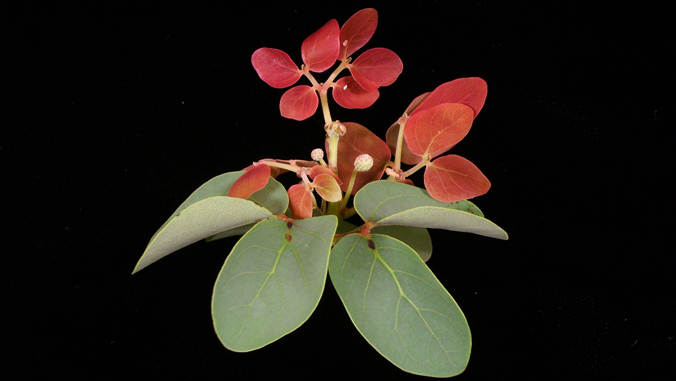 reddish green plant