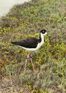 black bird with long legs