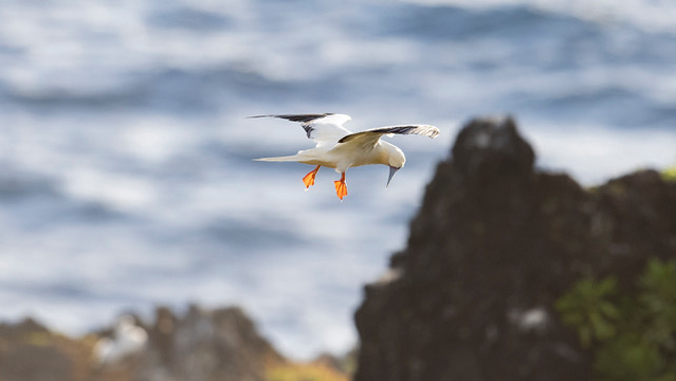 white bird flying in the air