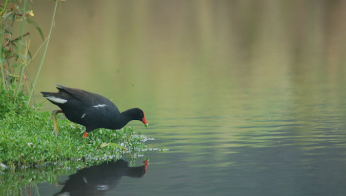 bird picking food in pond