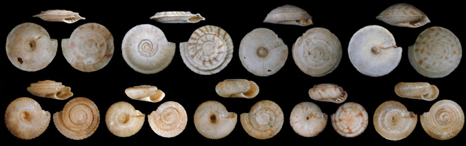 shells