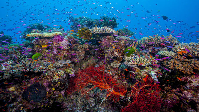 coral in fiji