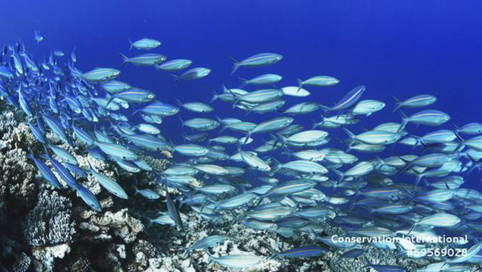 school of fish