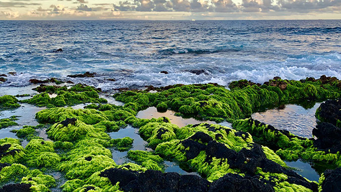 seaweed on coast line
