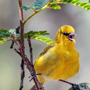 $10K prize to winner of native birdsong coding competition