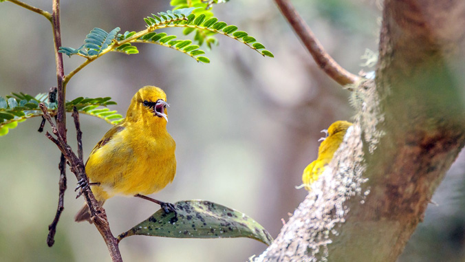 Yellow birds with mouths open looking at each other