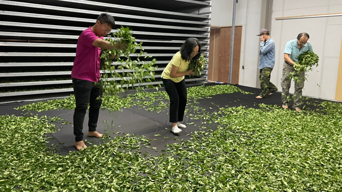 people gathering tea leaves