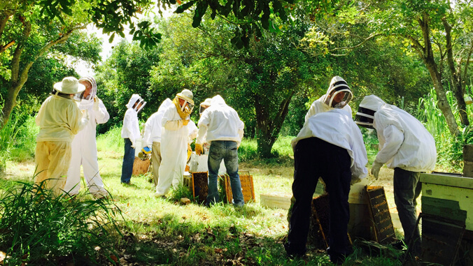 people wearing bee keeper clothes near hive