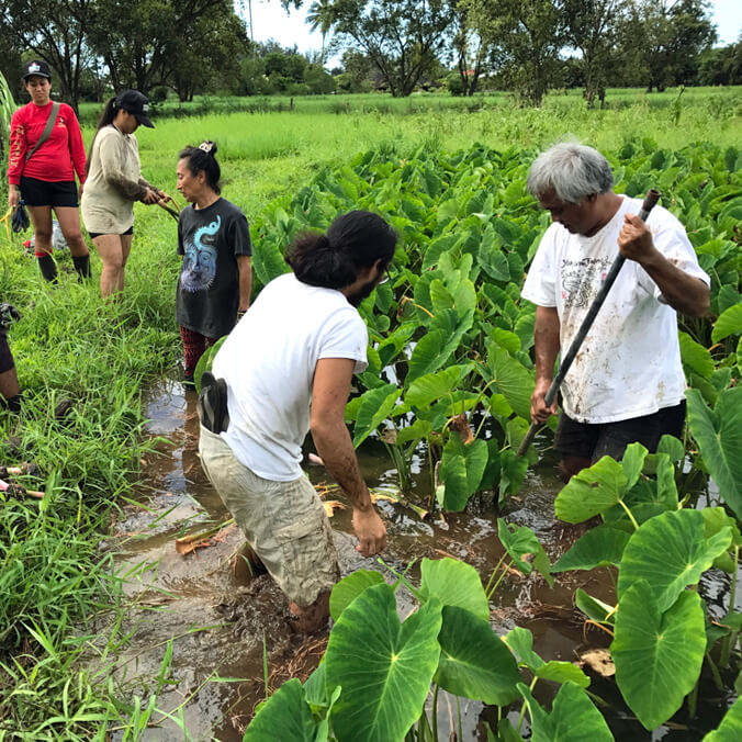 $1M to enhance sustainability, resilience of Hawaiʻi’s food system