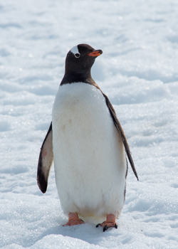 penguin