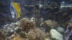 corals in tank with fish