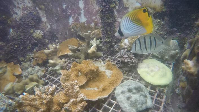 corals in tank with fish