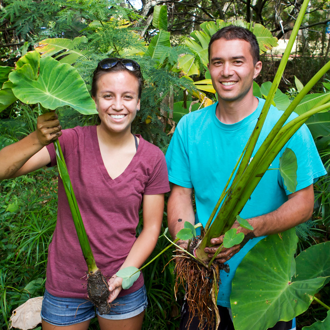 Two people holding taro and plants