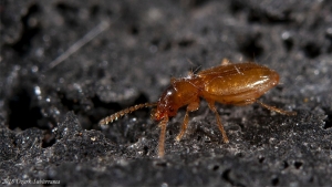 beetle on a rock