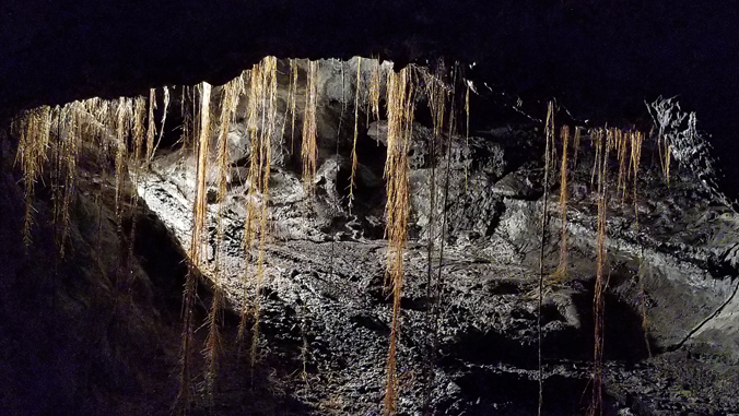 roots hanging down from the top of the lava tube