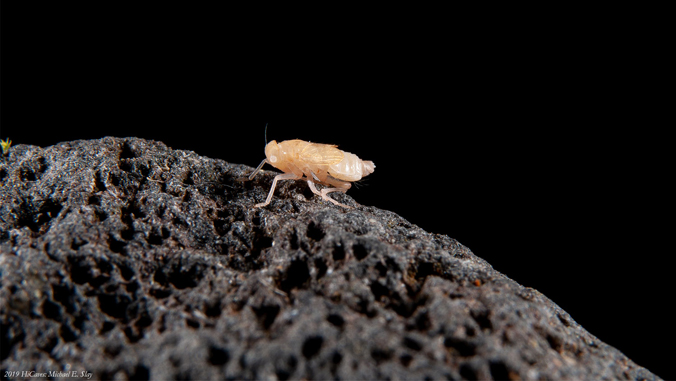 small insect on a rock