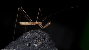 three legged bug on a rock