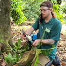 Lyon Arboretum seeds 500 trees to give away