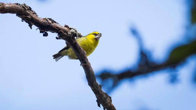 bird on a branch