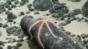 organism on a rock in deep sea