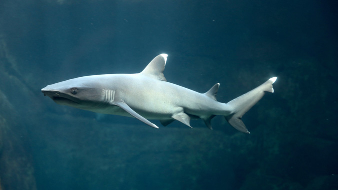 White tip reef shark