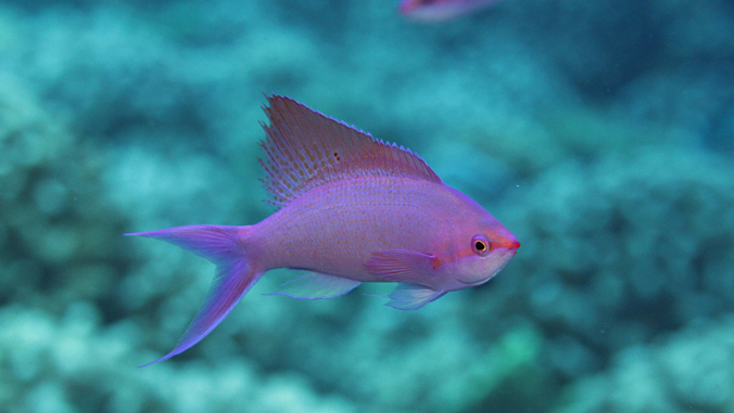 purple fish