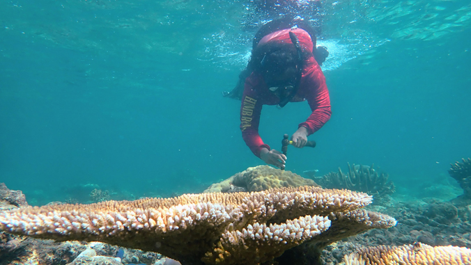 researcher diving to corals