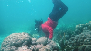 researcher diving to corals