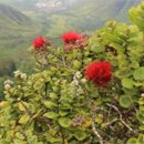 Decades later, ʻōhiʻa repopulation results encouraging