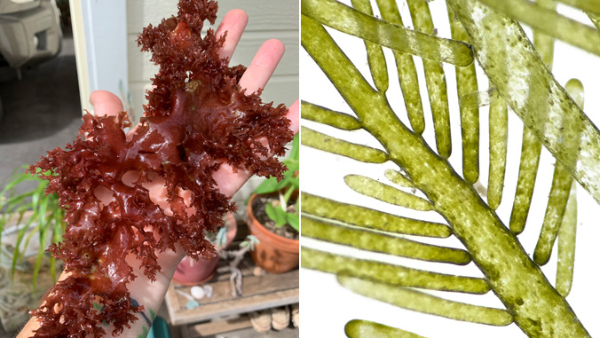 Two varieties of limu