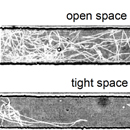 Bacteria make a beeline to escape tight spaces