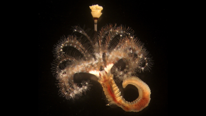 adult marine tubeworm