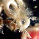 Mystery of seafloor metamorphosis unlocked
