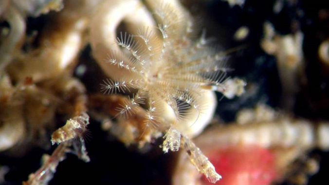 adult tubeworm