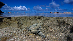 sea cucumbers