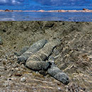 Sea cucumber cultivation challenged by climate change