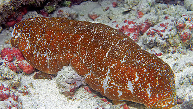 Sea cucumber cultivation challenged by climate change