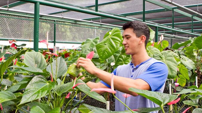 person working with flowers