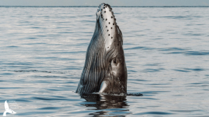 whale
