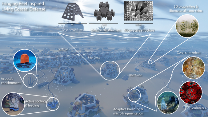 graphic of coral reef structures