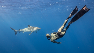 diver swimming with shark