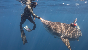 diver touching shark