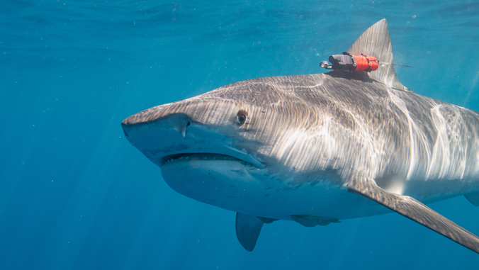 shark swimming