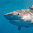 National Geographic docuseries features UH shark scientists