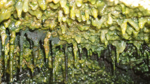 green and yellow substances hanging from top of lava tube